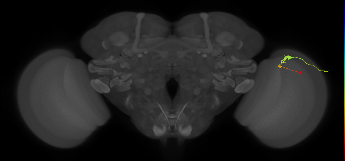 C3_R (MaleCNS:53194)