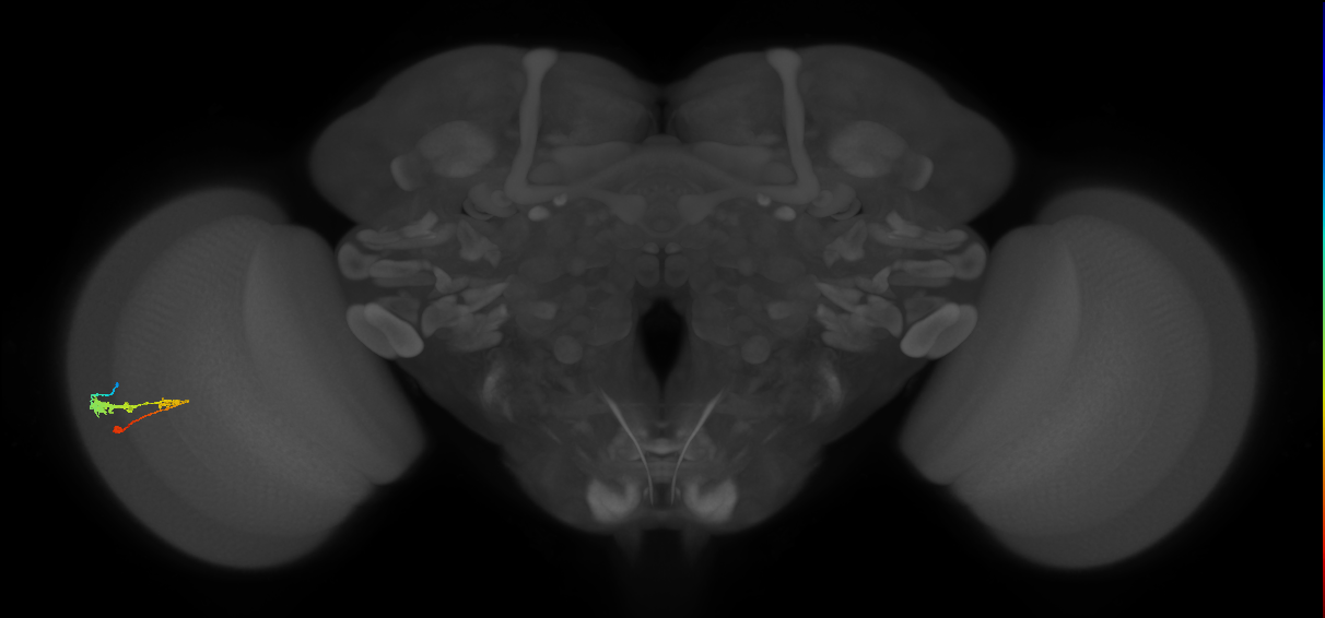 C3_L (MaleCNS:40127)
