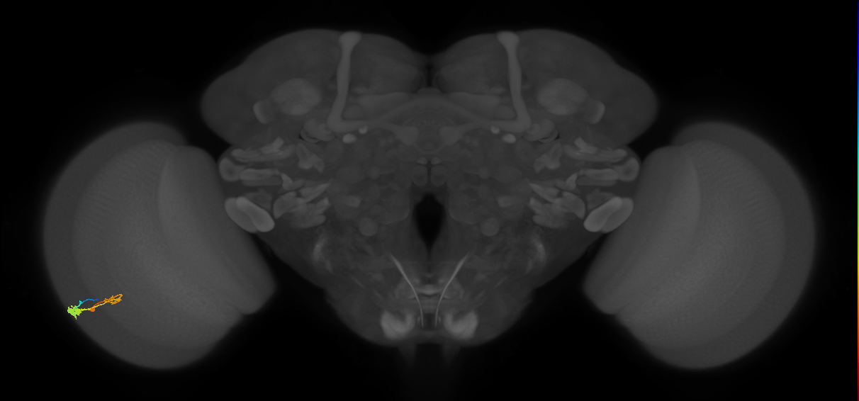C3_L (MaleCNS:542963)