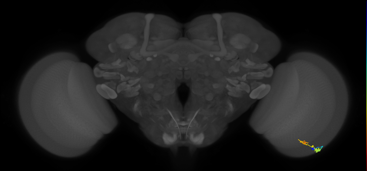 C3_R (MaleCNS:45198)
