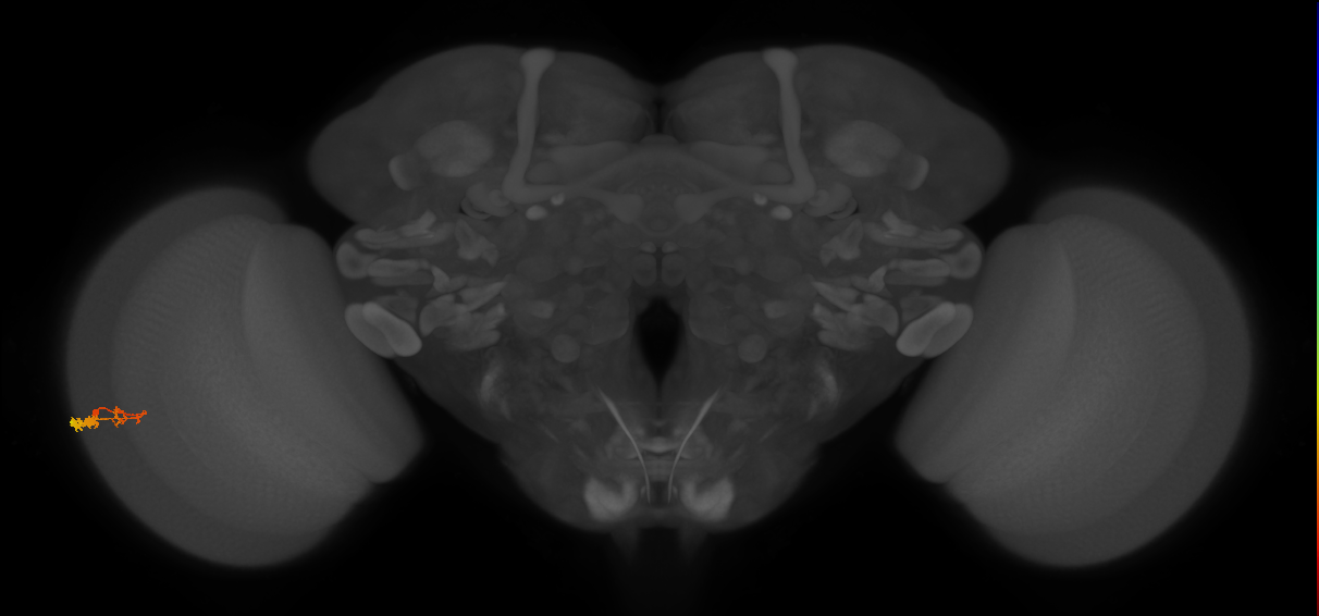 C3_L (MaleCNS:136041)