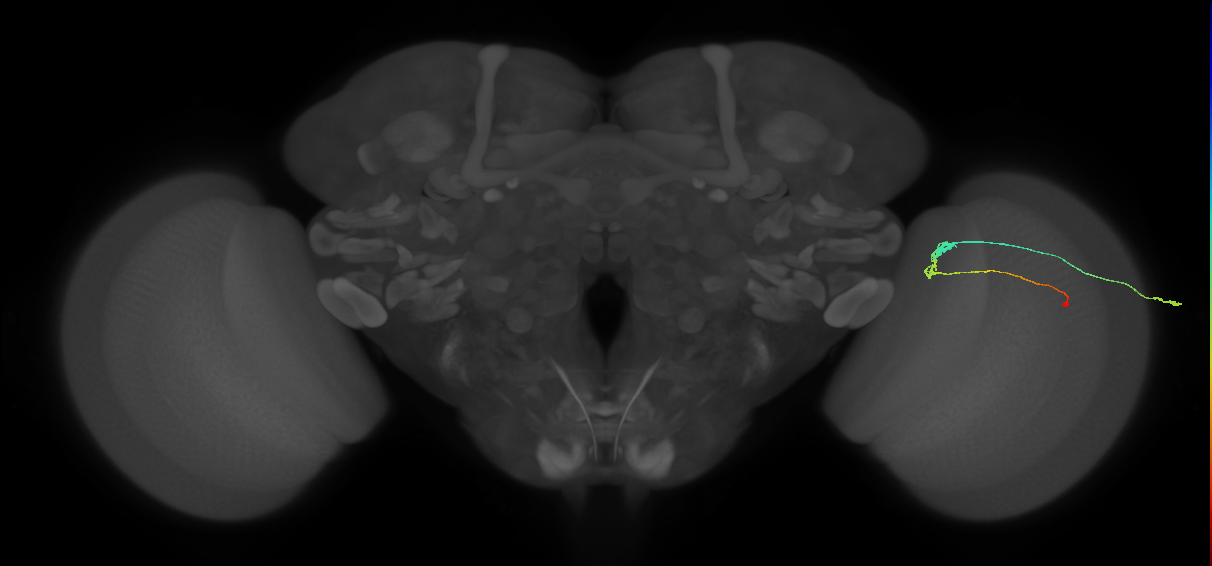 C3_R (MaleCNS:65969)