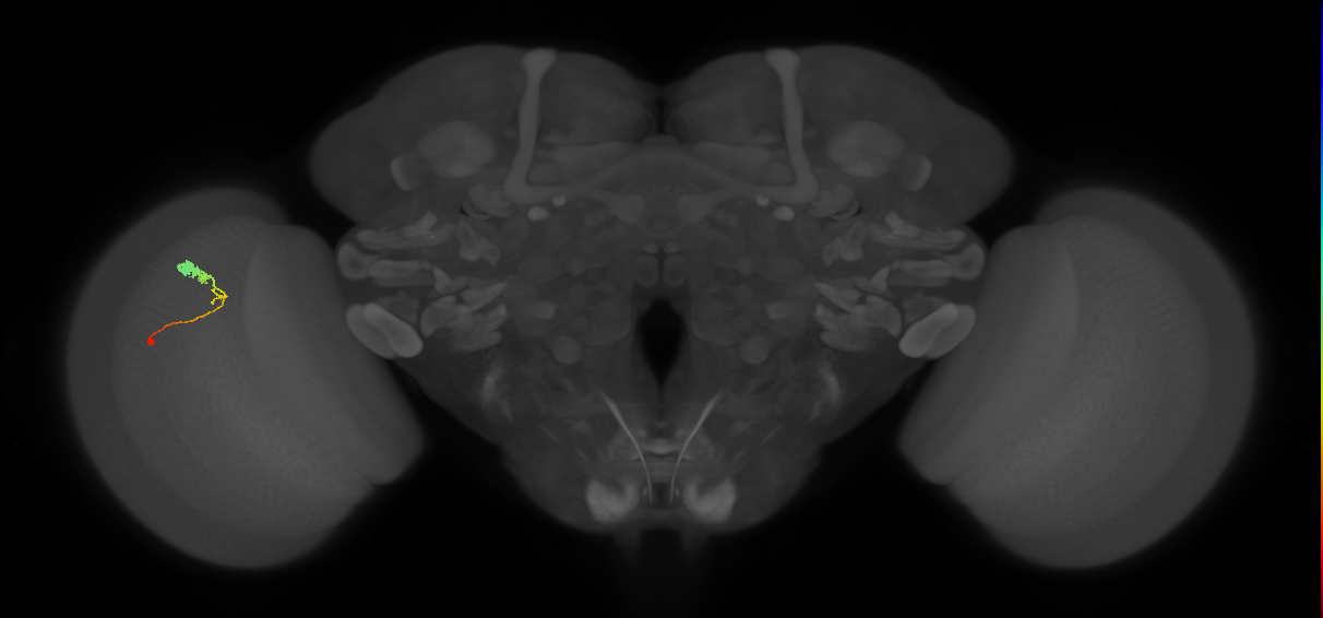 C3_L (MaleCNS:64510)