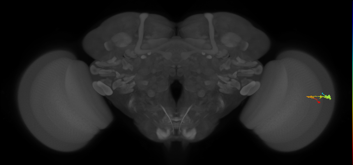 C3_R (MaleCNS:57337)