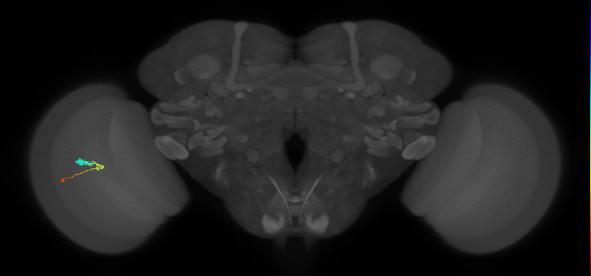 C3_L (MaleCNS:62484)