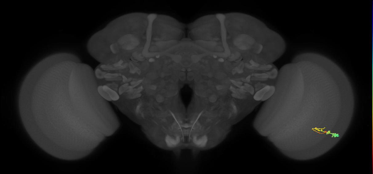 C3_R (MaleCNS:51484)