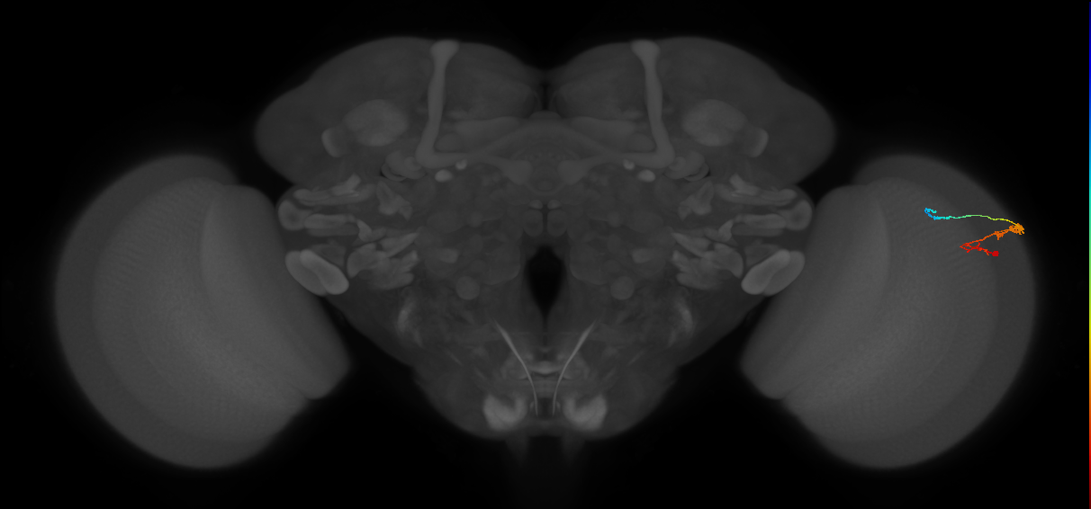 C3_R (MaleCNS:59634)