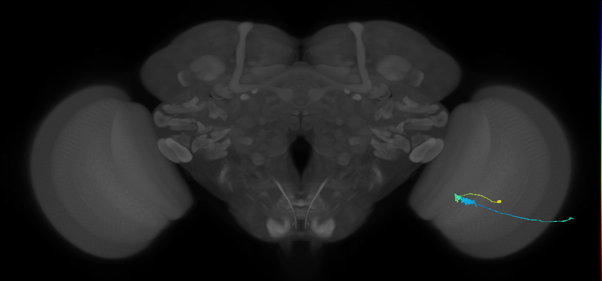 C3_R (MaleCNS:64084)