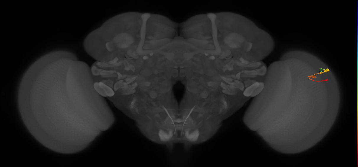 C3_R (MaleCNS:70782)