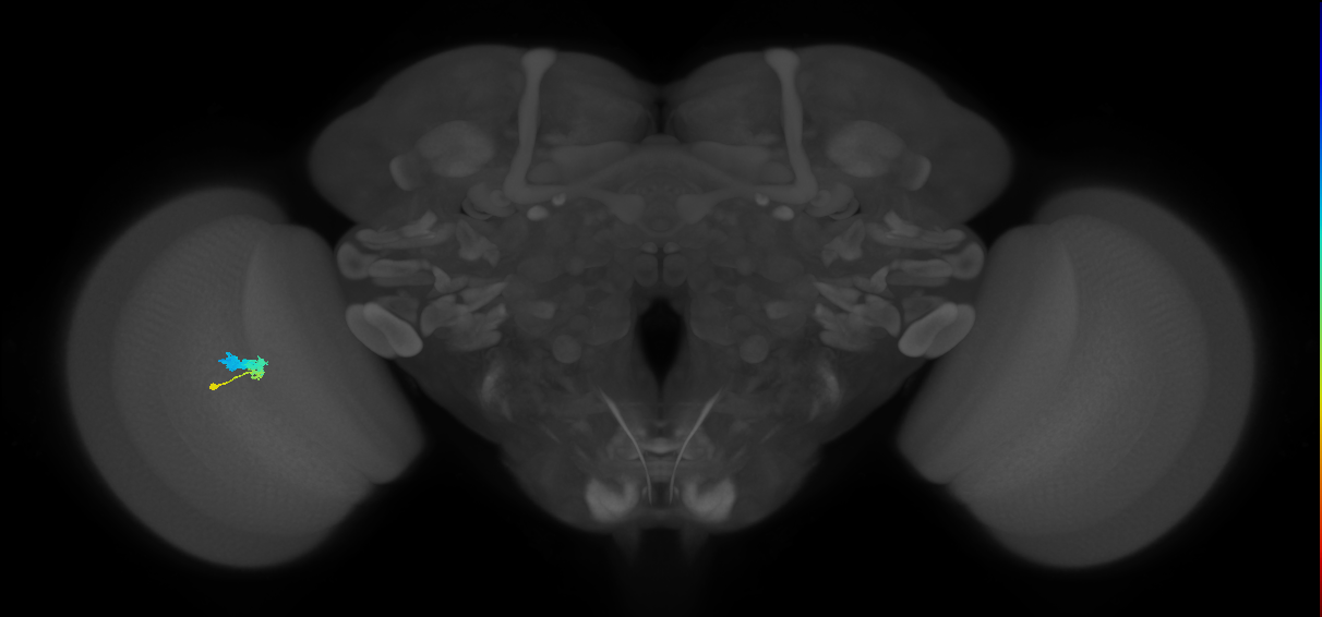 C3_L (MaleCNS:60491)