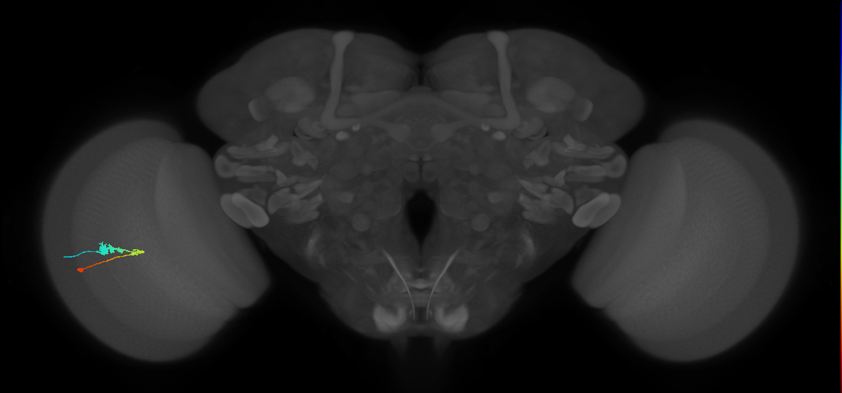 C3_L (MaleCNS:54072)