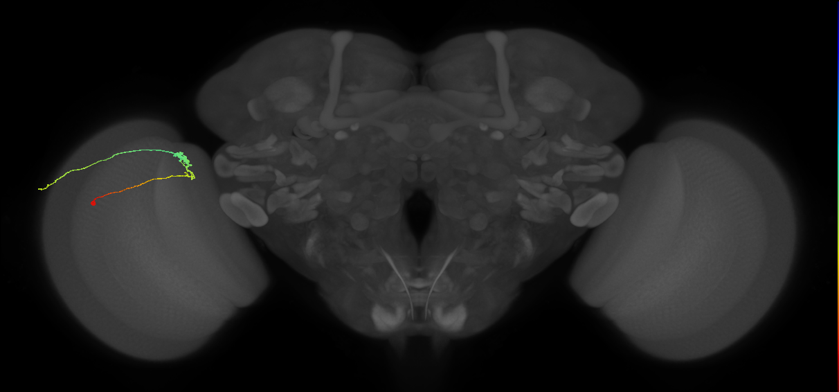 C3_L (MaleCNS:68001)