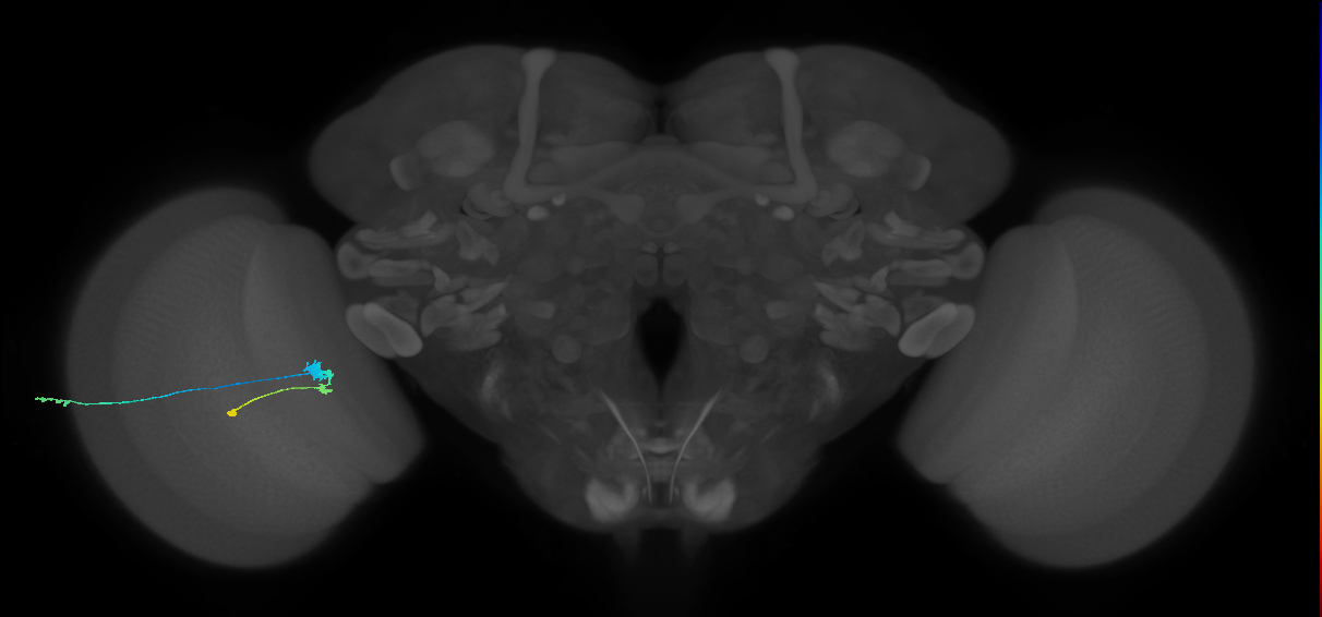 C3_L (MaleCNS:81818)