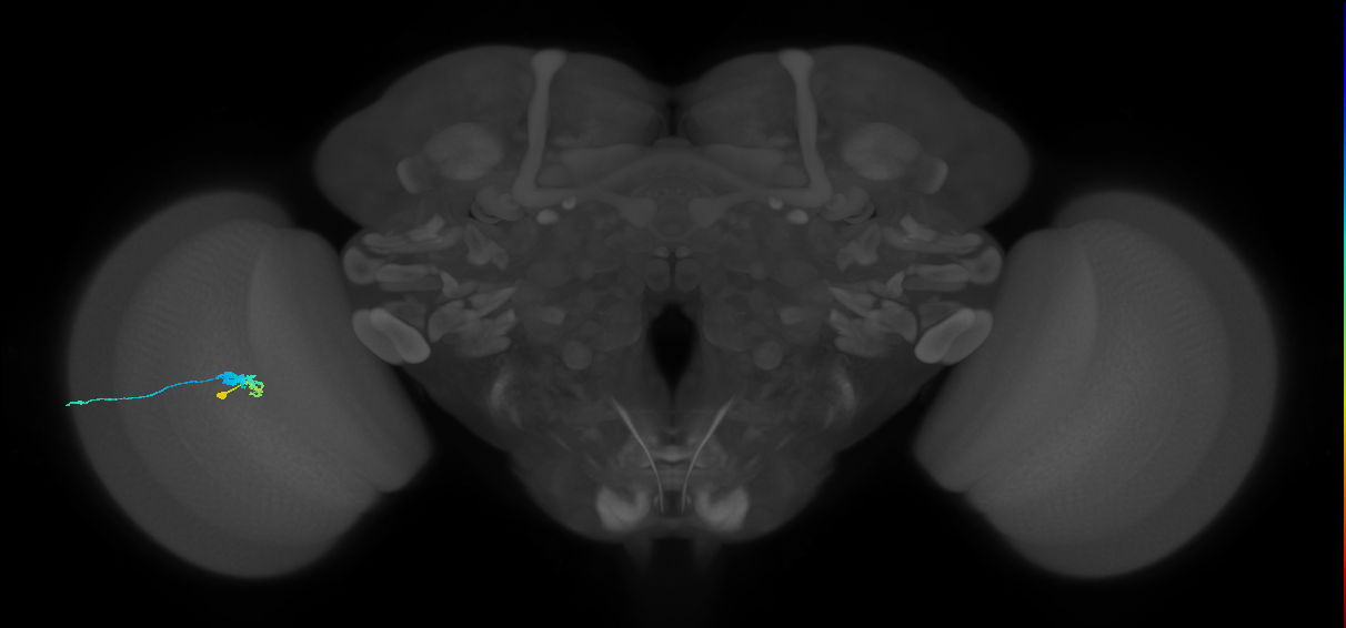 C3_L (MaleCNS:244593)