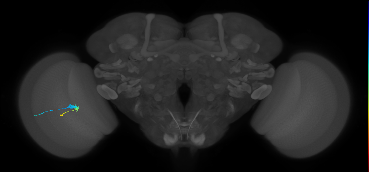 C3_L (MaleCNS:64971)
