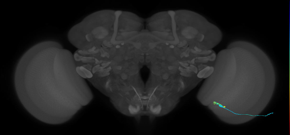 C3_R (MaleCNS:65323)