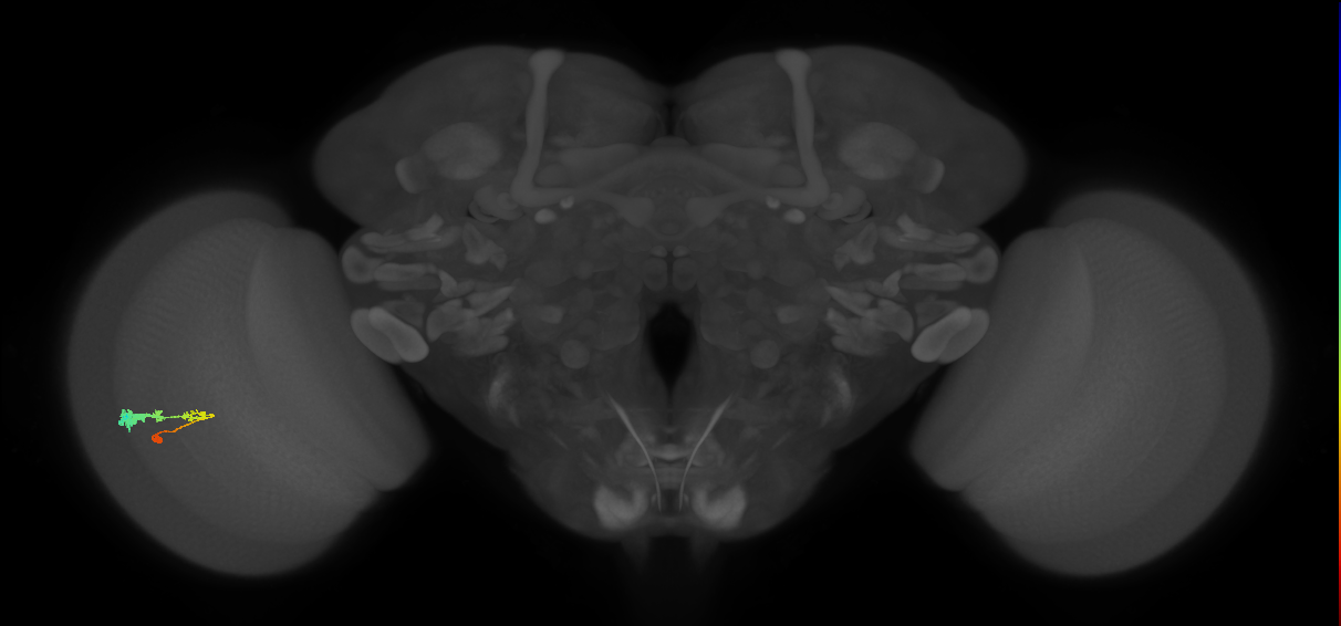 C3_L (MaleCNS:49699)