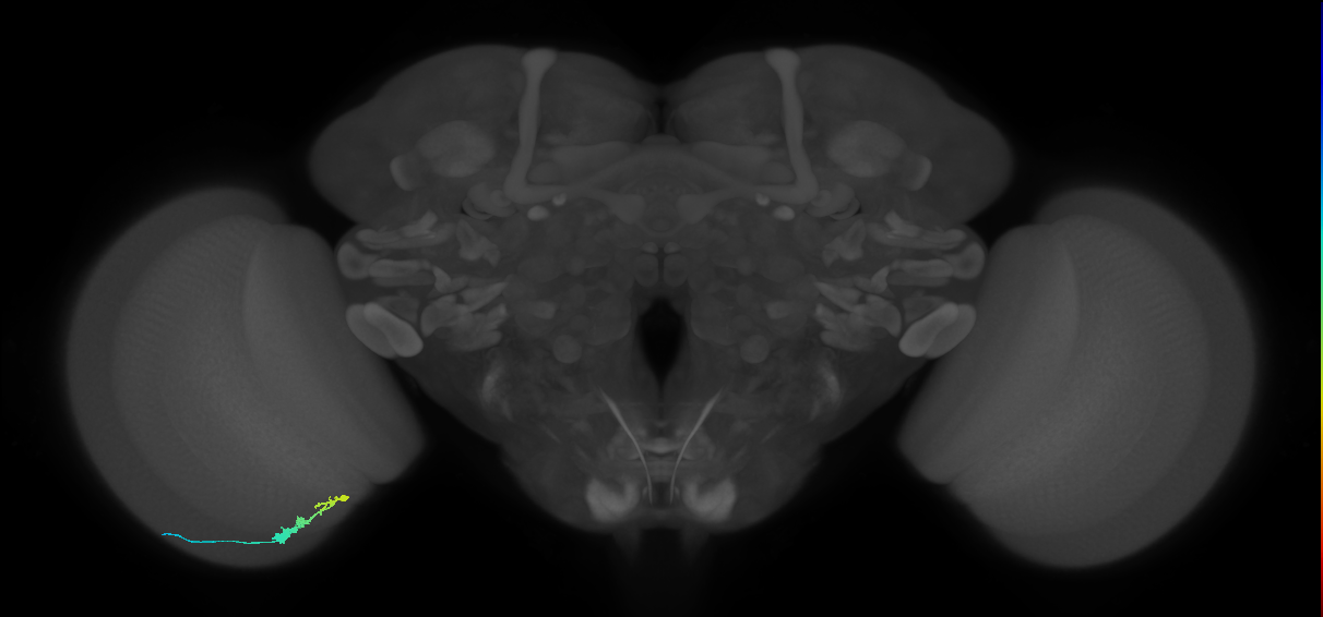 C3_L (MaleCNS:110803)