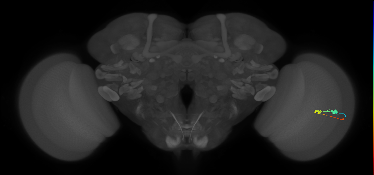C3_R (MaleCNS:46978)