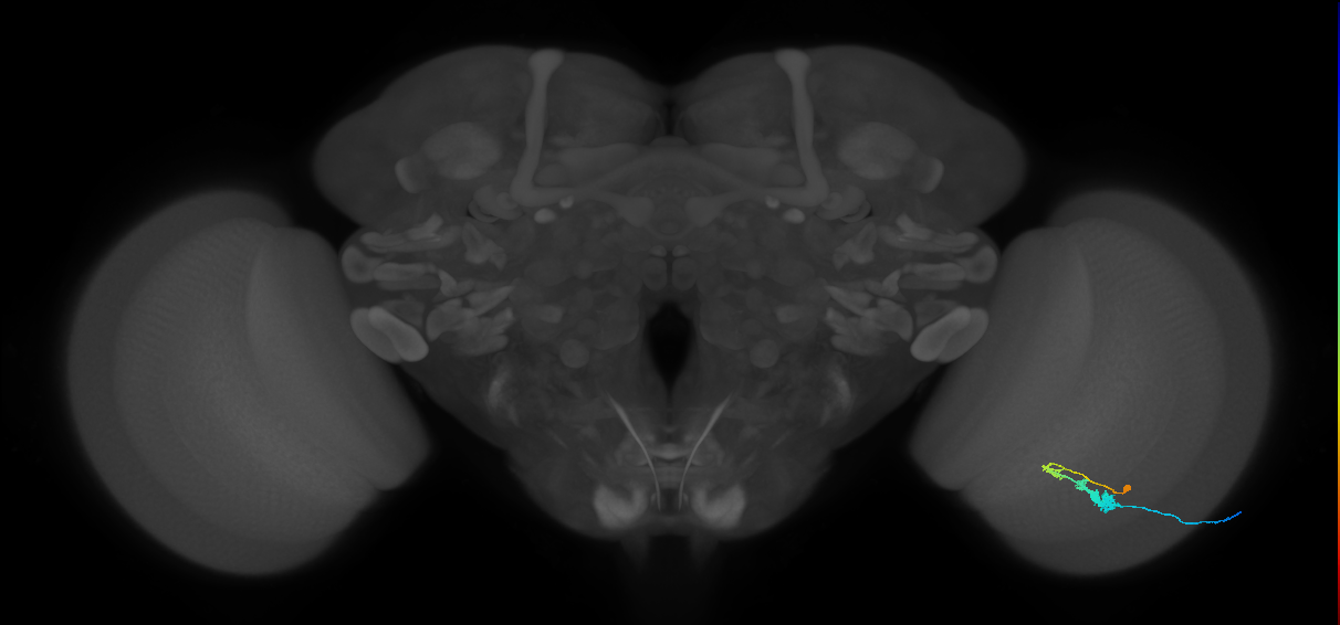 C3_R (MaleCNS:46387)
