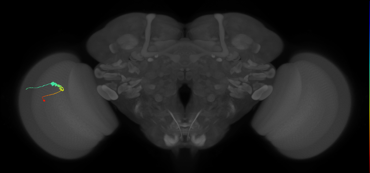 C3_L (MaleCNS:61224)