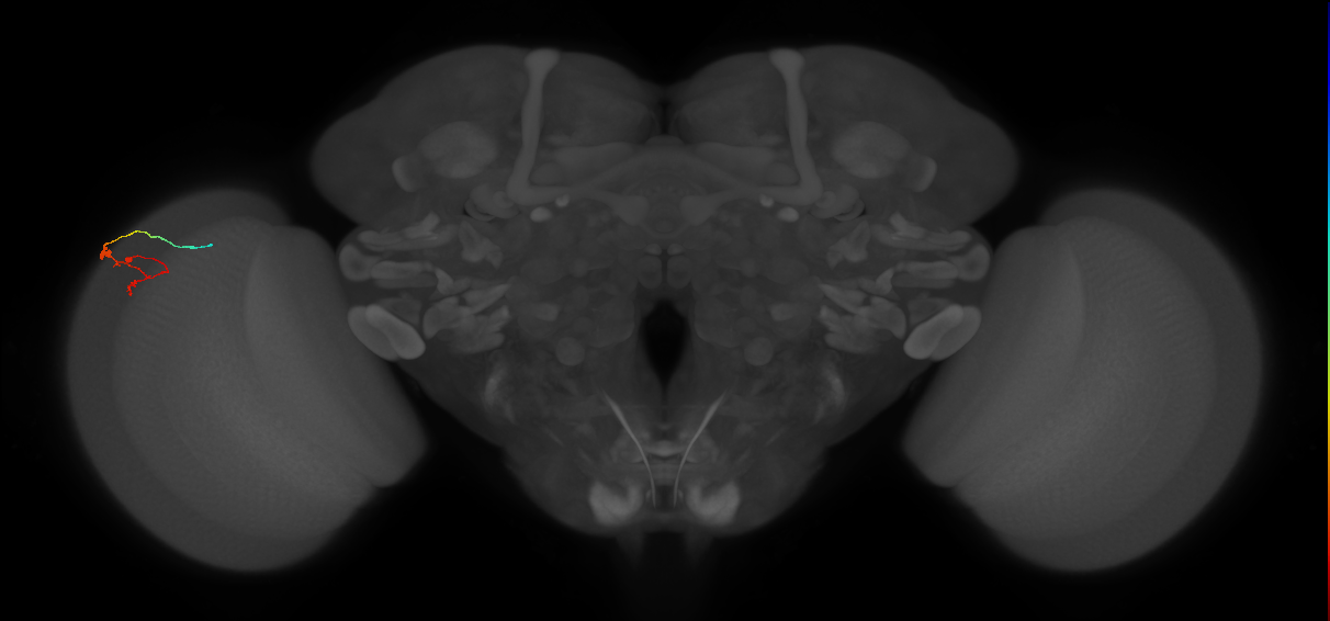 C3_L (MaleCNS:168543)