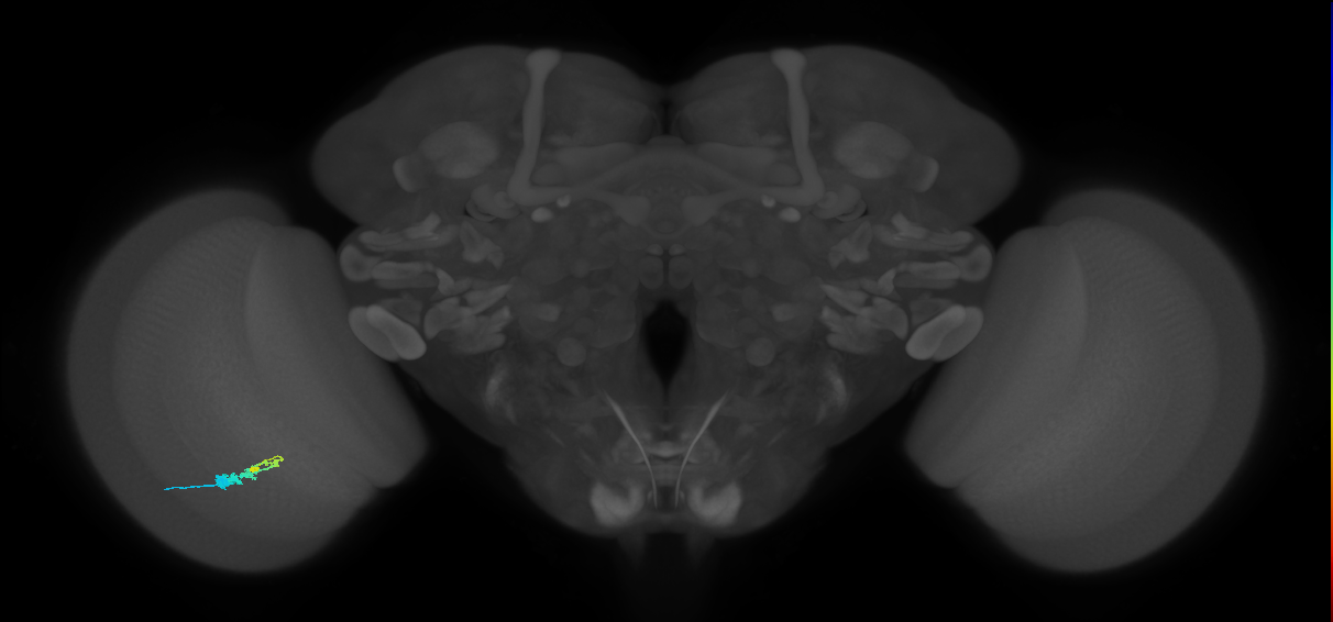C3_L (MaleCNS:64242)