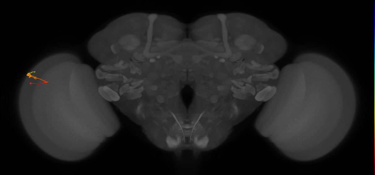 C3_L (MaleCNS:71153)