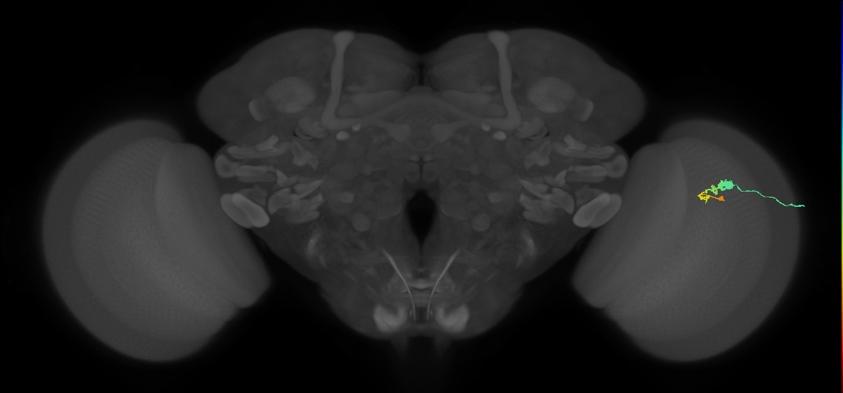 C3_R (MaleCNS:59271)