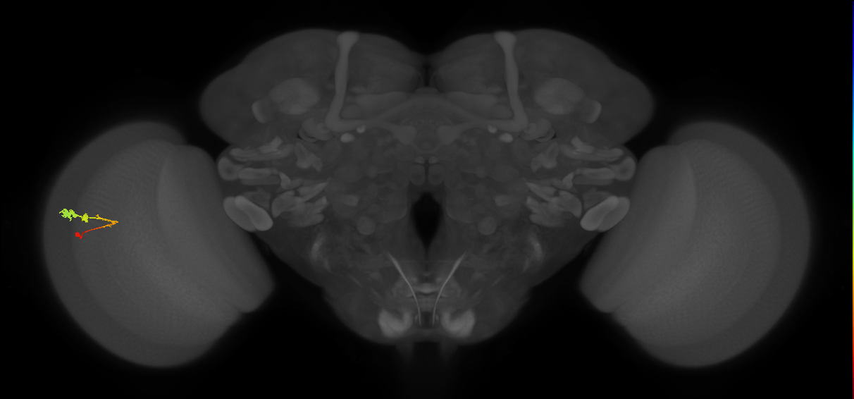 C3_L (MaleCNS:57938)