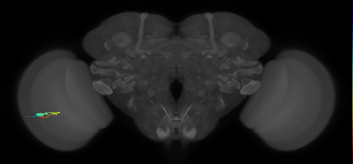 C3_L (MaleCNS:56659)