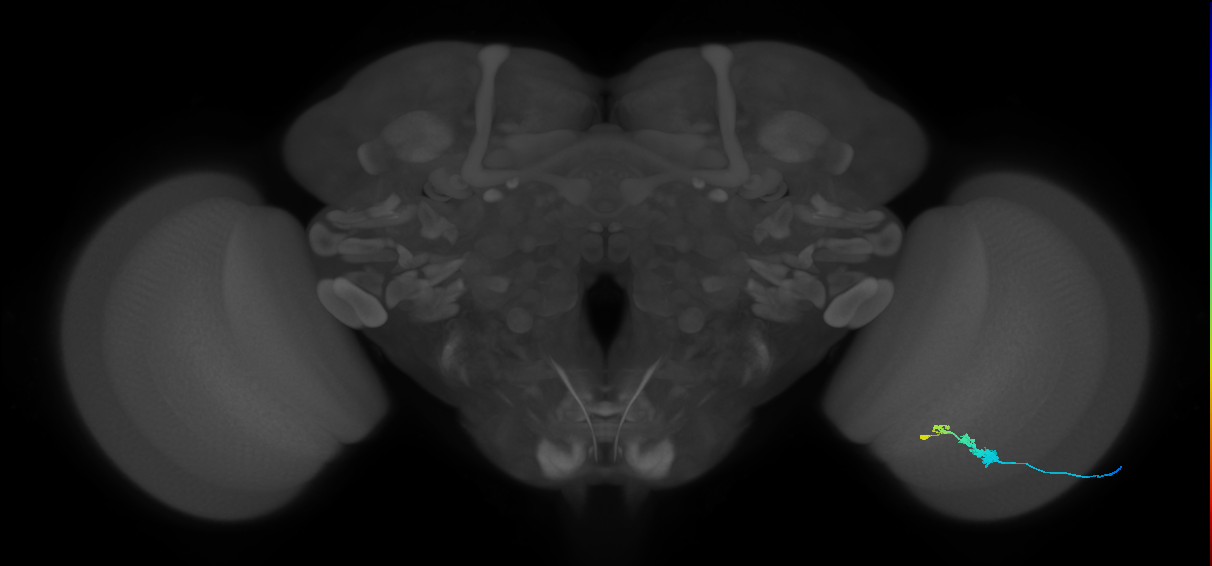 C3_R (MaleCNS:58203)