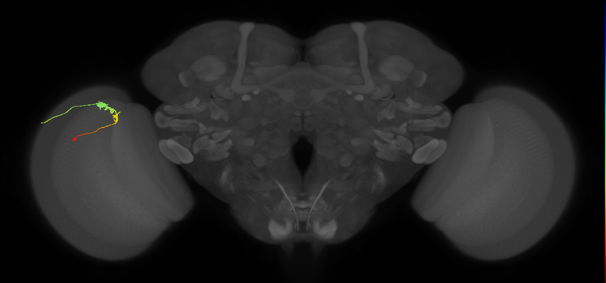 C3_L (MaleCNS:62903)