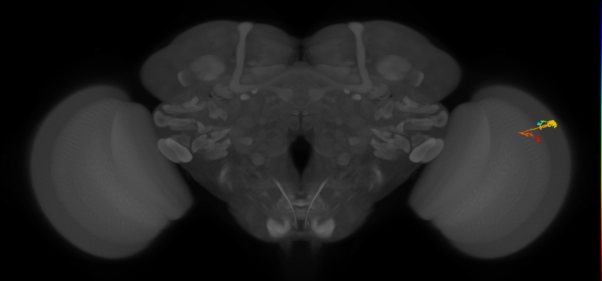 C3_R (MaleCNS:64012)