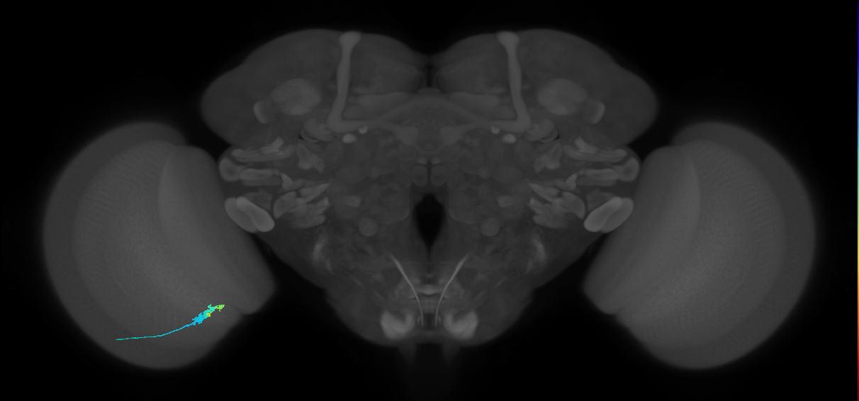 C3_L (MaleCNS:71738)
