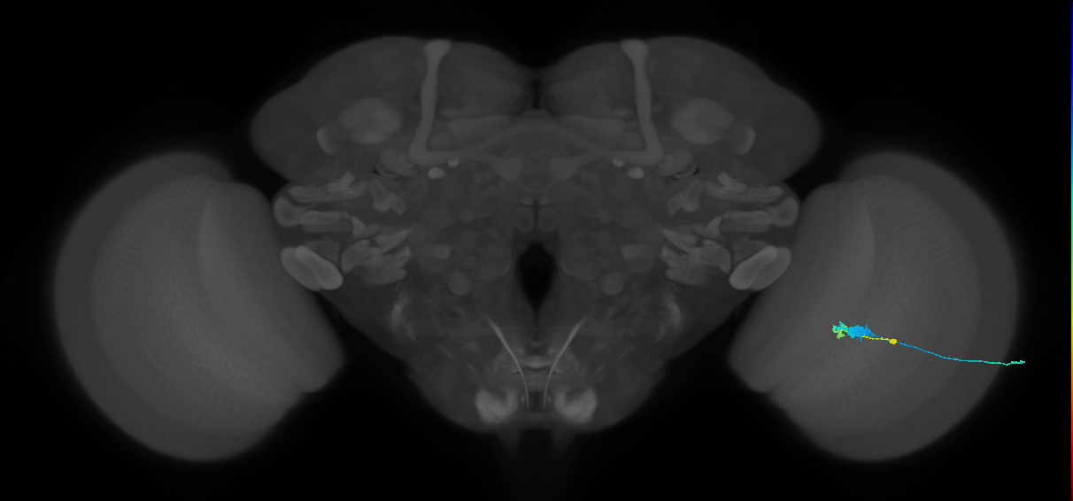 C3_R (MaleCNS:58989)