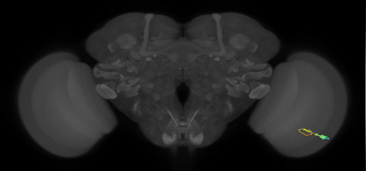 C3_R (MaleCNS:53436)