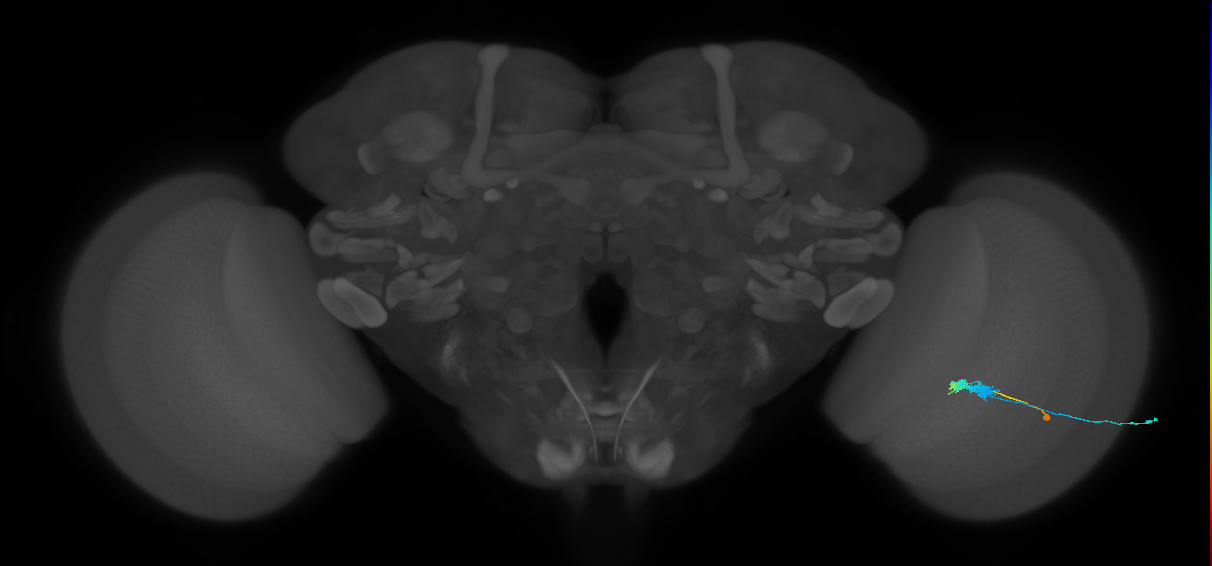 C3_R (MaleCNS:59795)