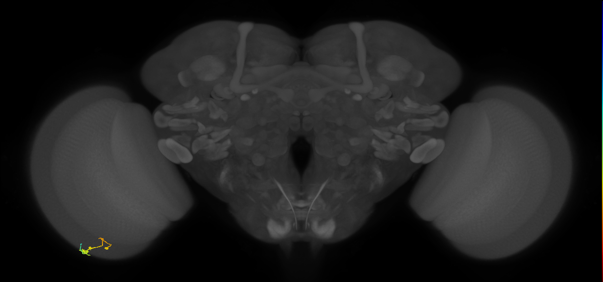 C3_L (MaleCNS:73246)