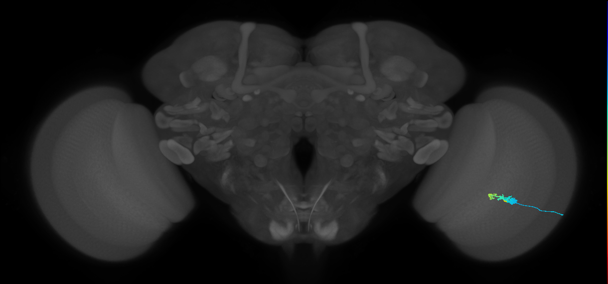 C3_R (MaleCNS:56184)
