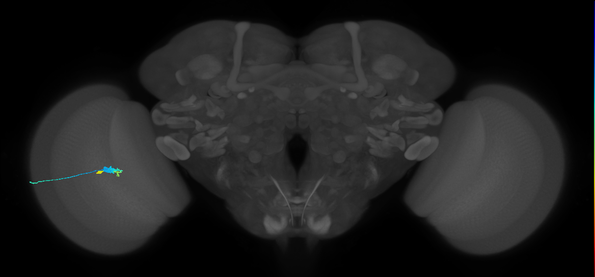 C3_L (MaleCNS:26728)