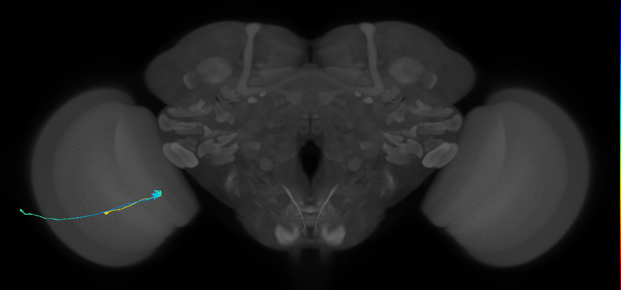 C3_L (MaleCNS:143406)