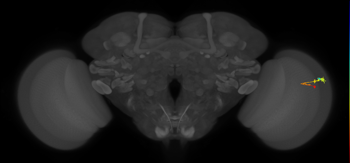 C3_R (MaleCNS:60905)
