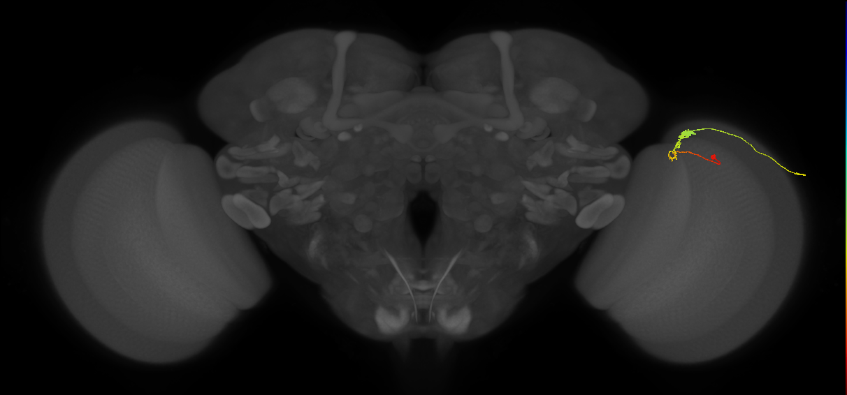 C3_R (MaleCNS:63853)