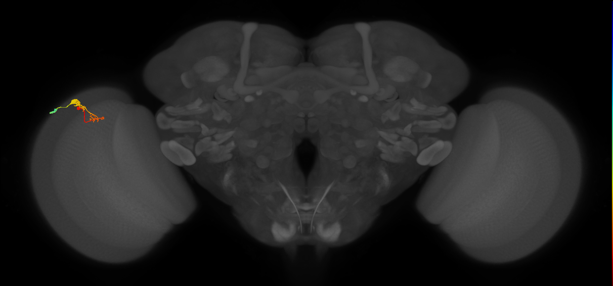 C3_L (MaleCNS:537486)