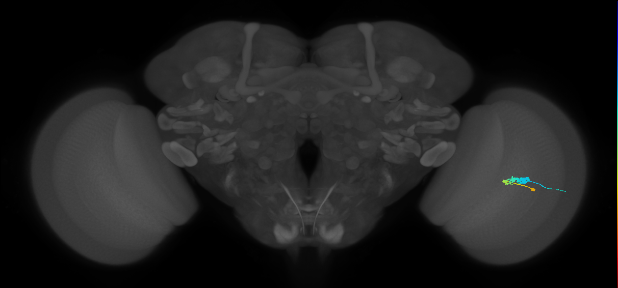 C3_R (MaleCNS:57055)