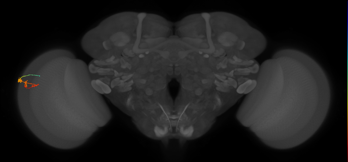 C3_L (MaleCNS:64453)