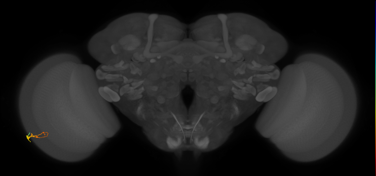 C3_L (MaleCNS:520683)