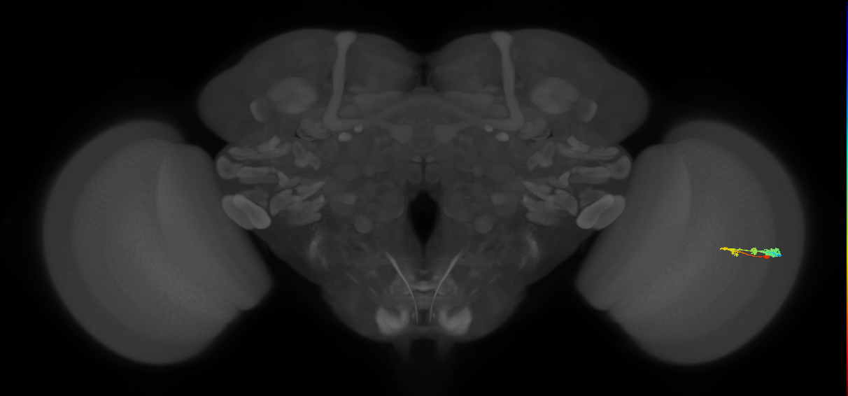 C3_R (MaleCNS:49223)