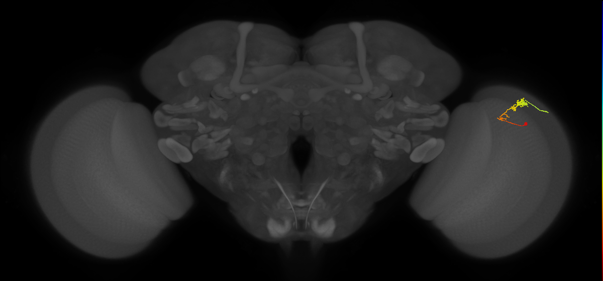 C3_R (MaleCNS:66981)